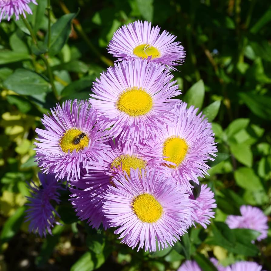 Fleabane daisy plant grown from seeds with small, daisy-like flowers and delicate petals